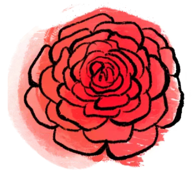 Ranunculus