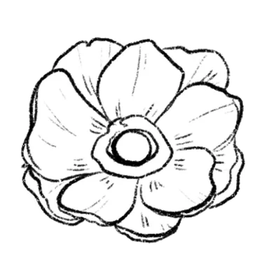 Anemone