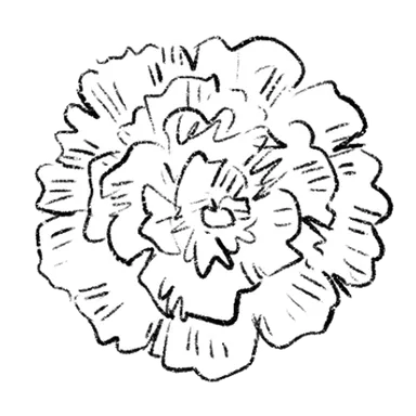 Carnation