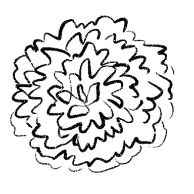 Dahlia