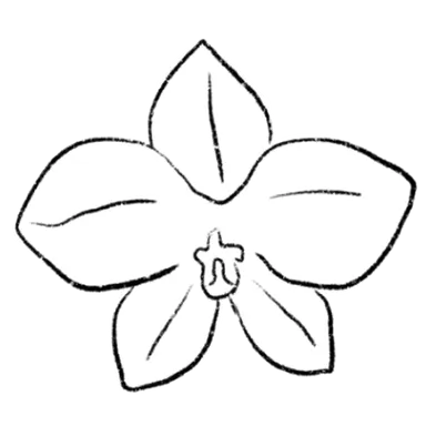 Orchid