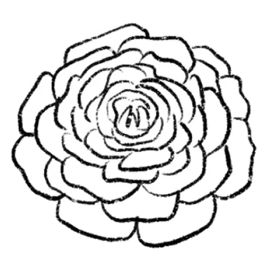 Ranunculus