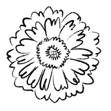 Zinnia